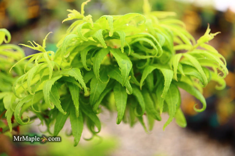 - Acer palmatum 'El Tigre' Mendoza Japanese Maple - Mr Maple │ Buy Japanese Maple Trees