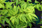 - Acer palmatum 'El Tigre' Mendoza Japanese Maple - Mr Maple │ Buy Japanese Maple Trees