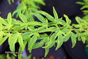- Acer palmatum 'El Tigre' Mendoza Japanese Maple - Mr Maple │ Buy Japanese Maple Trees