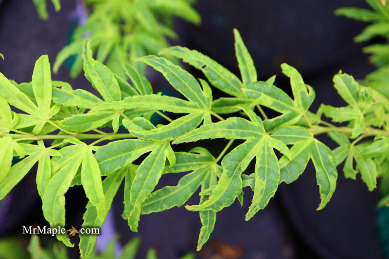 - Acer palmatum 'El Tigre' Mendoza Japanese Maple - Mr Maple │ Buy Japanese Maple Trees