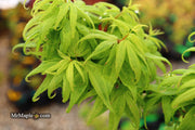 - Acer palmatum 'El Tigre' Mendoza Japanese Maple - Mr Maple │ Buy Japanese Maple Trees