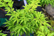 - Acer palmatum 'El Tigre' Mendoza Japanese Maple - Mr Maple │ Buy Japanese Maple Trees