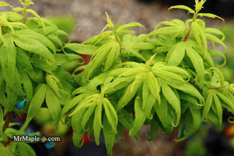 - Acer palmatum 'El Tigre' Mendoza Japanese Maple - Mr Maple │ Buy Japanese Maple Trees