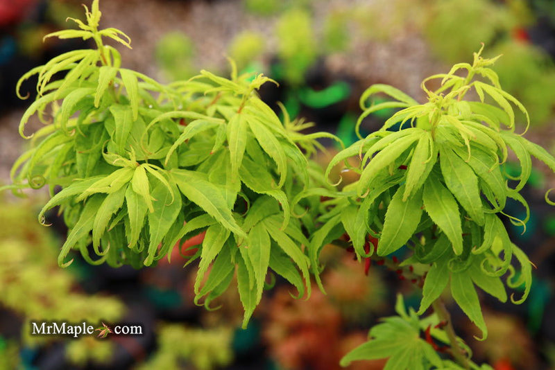 - Acer palmatum 'El Tigre' Mendoza Japanese Maple - Mr Maple │ Buy Japanese Maple Trees