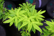 - Acer palmatum 'El Tigre' Mendoza Japanese Maple - Mr Maple │ Buy Japanese Maple Trees
