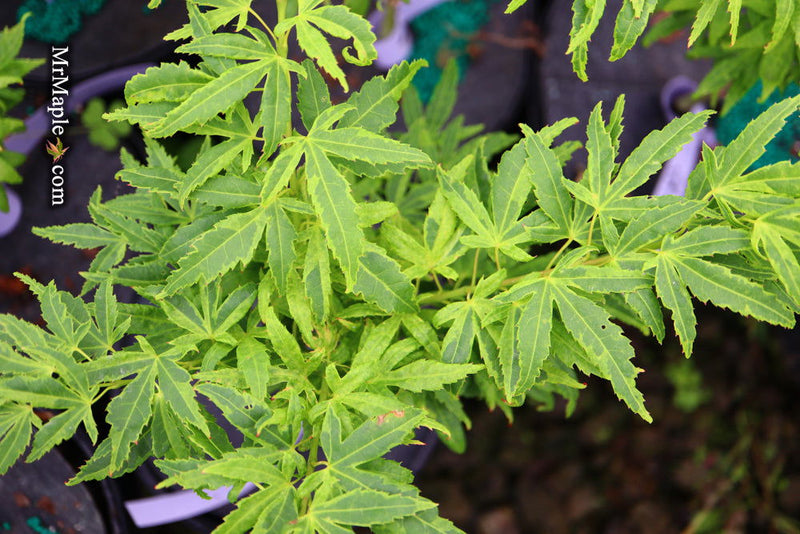 - Acer palmatum 'El Tigre' Mendoza Japanese Maple - Mr Maple │ Buy Japanese Maple Trees