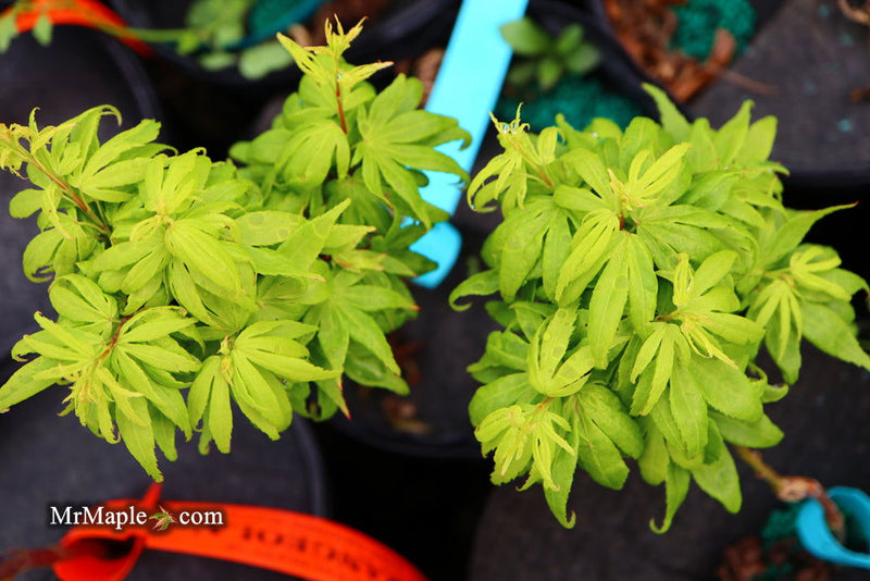 - Acer palmatum 'El Tigre' Mendoza Japanese Maple - Mr Maple │ Buy Japanese Maple Trees