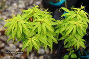 - Acer palmatum 'El Tigre' Mendoza Japanese Maple - Mr Maple │ Buy Japanese Maple Trees