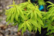 - Acer palmatum 'El Tigre' Mendoza Japanese Maple - Mr Maple │ Buy Japanese Maple Trees