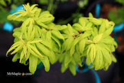 - Acer palmatum 'El Tigre' Mendoza Japanese Maple - Mr Maple │ Buy Japanese Maple Trees
