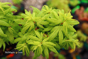 - Acer palmatum 'El Tigre' Mendoza Japanese Maple - Mr Maple │ Buy Japanese Maple Trees