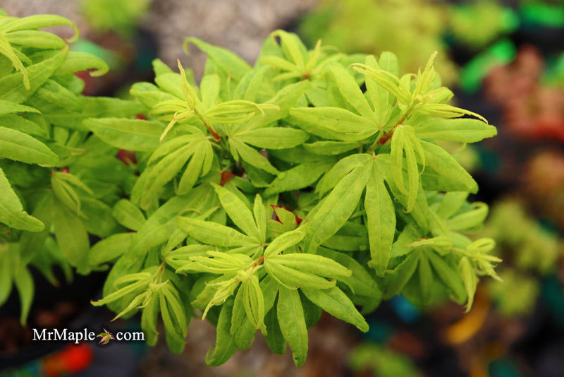 - Acer palmatum 'El Tigre' Mendoza Japanese Maple - Mr Maple │ Buy Japanese Maple Trees
