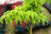 - Acer palmatum 'El Tigre' Mendoza Japanese Maple - Mr Maple │ Buy Japanese Maple Trees