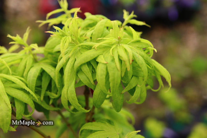 - Acer palmatum 'El Tigre' Mendoza Japanese Maple - Mr Maple │ Buy Japanese Maple Trees