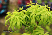 - Acer palmatum 'El Tigre' Mendoza Japanese Maple - Mr Maple │ Buy Japanese Maple Trees