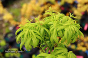 - Acer palmatum 'El Tigre' Mendoza Japanese Maple - Mr Maple │ Buy Japanese Maple Trees