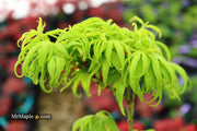 - Acer palmatum 'El Tigre' Mendoza Japanese Maple - Mr Maple │ Buy Japanese Maple Trees