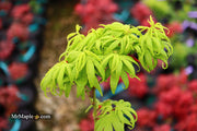 - Acer palmatum 'El Tigre' Mendoza Japanese Maple - Mr Maple │ Buy Japanese Maple Trees