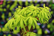 - Acer palmatum 'El Tigre' Mendoza Japanese Maple - Mr Maple │ Buy Japanese Maple Trees