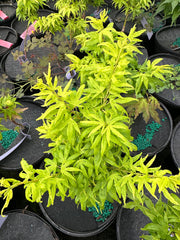 - Acer palmatum 'El Tigre' Mendoza Japanese Maple - Mr Maple │ Buy Japanese Maple Trees