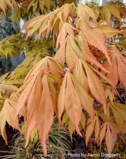 - Acer palmatum 'Elegans' Japanese Maple - Mr Maple │ Buy Japanese Maple Trees