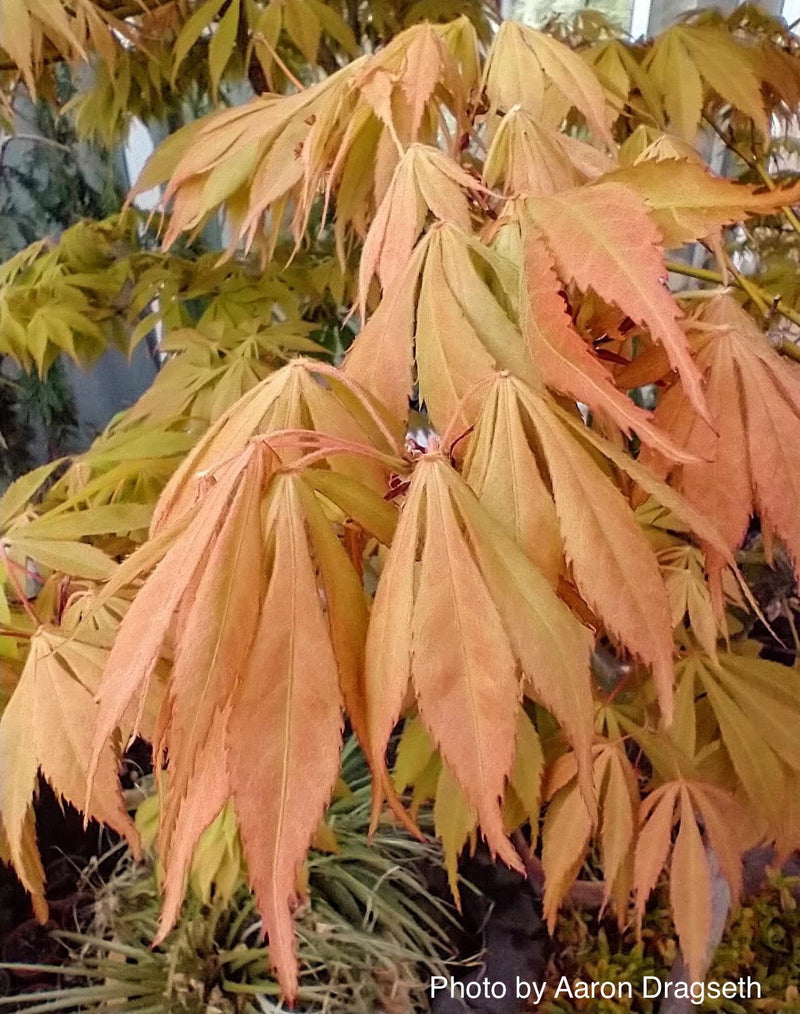 - Acer palmatum 'Elegans' Japanese Maple - Mr Maple │ Buy Japanese Maple Trees