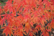 - Acer palmatum 'Elegans' Japanese Maple - Mr Maple │ Buy Japanese Maple Trees