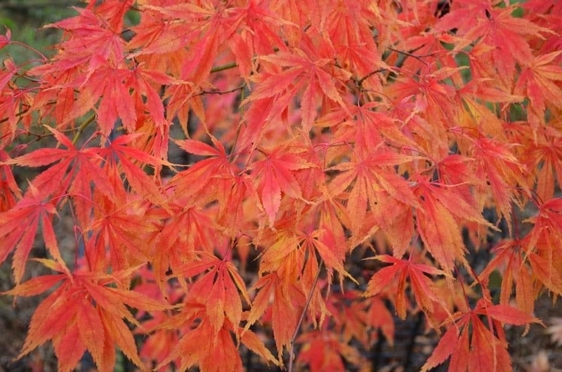 - Acer palmatum 'Elegans' Japanese Maple - Mr Maple │ Buy Japanese Maple Trees