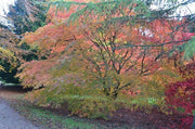 - Acer palmatum 'Elegans' Japanese Maple - Mr Maple │ Buy Japanese Maple Trees