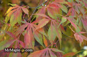 - Acer palmatum 'Elegans' Japanese Maple - Mr Maple │ Buy Japanese Maple Trees