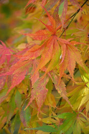 - Acer palmatum 'Elegans' Japanese Maple - Mr Maple │ Buy Japanese Maple Trees