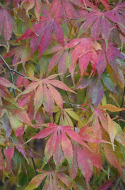 - Acer palmatum 'Elegans' Japanese Maple - Mr Maple │ Buy Japanese Maple Trees