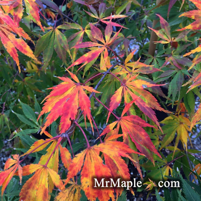 - Acer palmatum 'Elegans' Japanese Maple - Mr Maple │ Buy Japanese Maple Trees