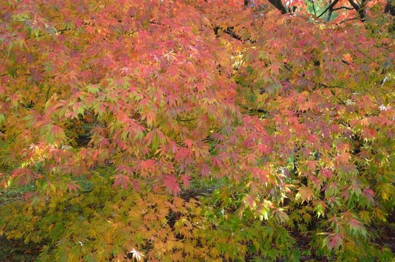 - Acer palmatum 'Elegans' Japanese Maple - Mr Maple │ Buy Japanese Maple Trees