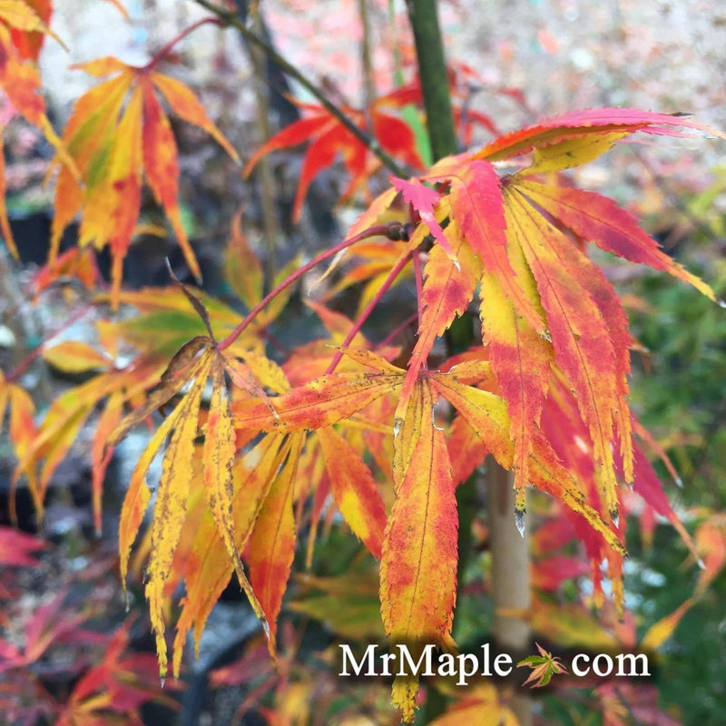 - Acer palmatum 'Elegans' Japanese Maple - Mr Maple │ Buy Japanese Maple Trees