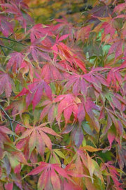 - Acer palmatum 'Elegans' Japanese Maple - Mr Maple │ Buy Japanese Maple Trees