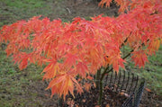 - Acer palmatum 'Elegans' Japanese Maple - Mr Maple │ Buy Japanese Maple Trees