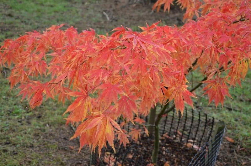 - Acer palmatum 'Elegans' Japanese Maple - Mr Maple │ Buy Japanese Maple Trees