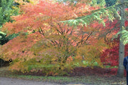 - Acer palmatum 'Elegans' Japanese Maple - Mr Maple │ Buy Japanese Maple Trees