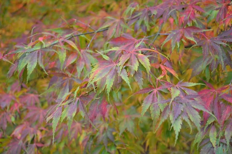 - Acer palmatum 'Elegans' Japanese Maple - Mr Maple │ Buy Japanese Maple Trees