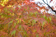- Acer palmatum 'Elegans' Japanese Maple - Mr Maple │ Buy Japanese Maple Trees