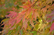 - Acer palmatum 'Elegans' Japanese Maple - Mr Maple │ Buy Japanese Maple Trees