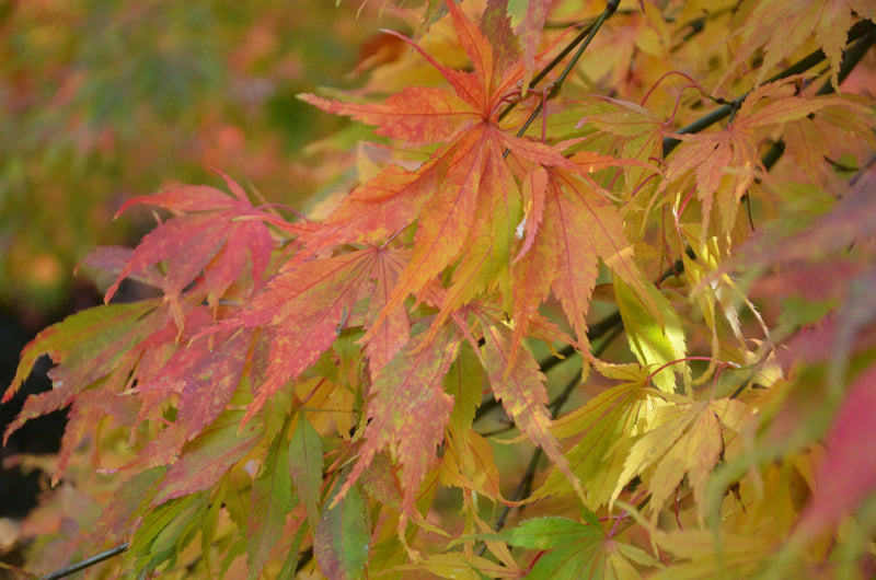 - Acer palmatum 'Elegans' Japanese Maple - Mr Maple │ Buy Japanese Maple Trees