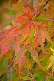 - Acer palmatum 'Elegans' Japanese Maple - Mr Maple │ Buy Japanese Maple Trees