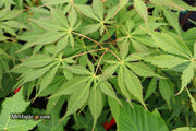 - Acer palmatum 'Elegans' Japanese Maple - Mr Maple │ Buy Japanese Maple Trees
