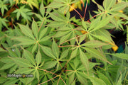 - Acer palmatum 'Elegans' Japanese Maple - Mr Maple │ Buy Japanese Maple Trees