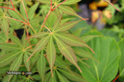 - Acer palmatum 'Elegans' Japanese Maple - Mr Maple │ Buy Japanese Maple Trees