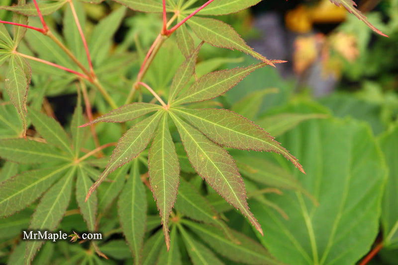 - Acer palmatum 'Elegans' Japanese Maple - Mr Maple │ Buy Japanese Maple Trees