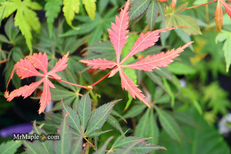 - Acer palmatum 'Elegans' Japanese Maple - Mr Maple │ Buy Japanese Maple Trees