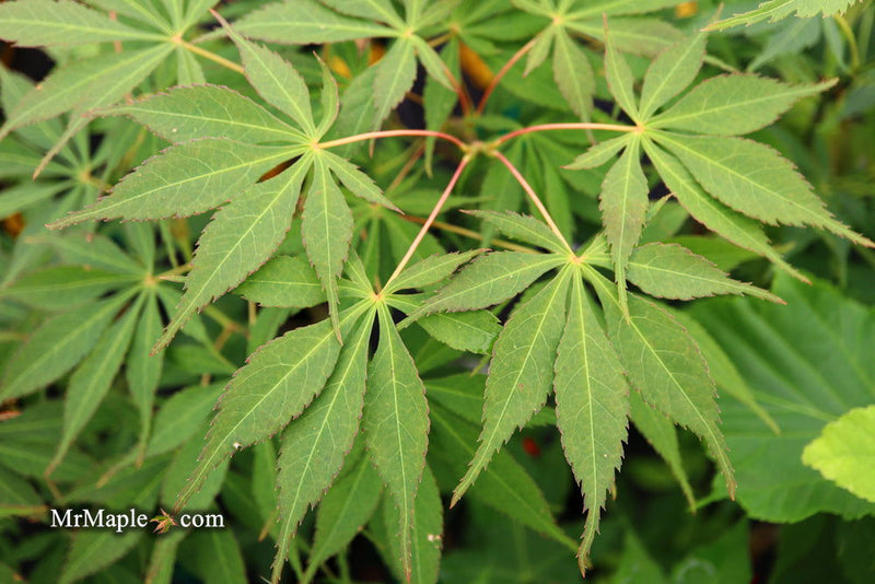 - Acer palmatum 'Elegans' Japanese Maple - Mr Maple │ Buy Japanese Maple Trees